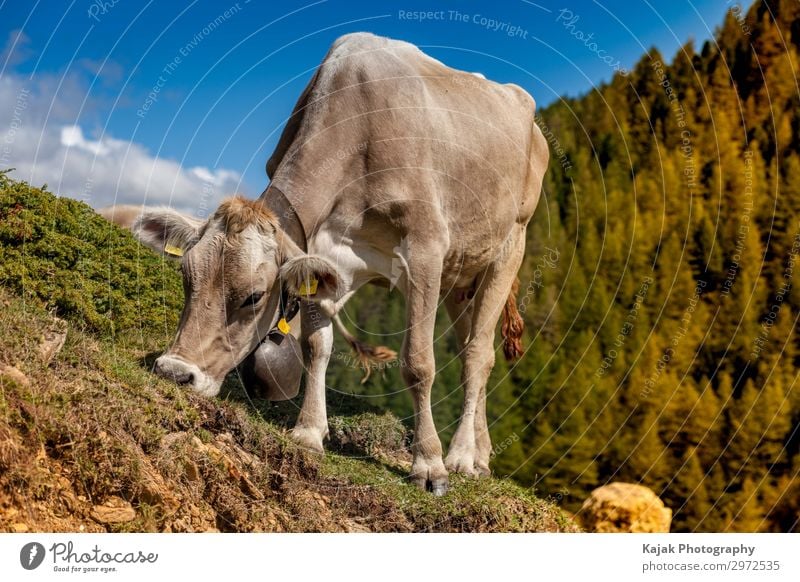 Happy cow in Valais - Switzerland Meat Cheese Yoghurt Milk Vacation & Travel Tourism Mountain Environment Landscape Plant Animal Summer Farm animal Cow Pelt 1