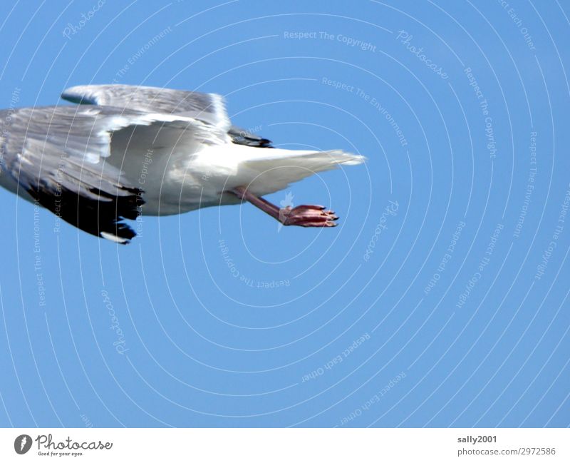 I'm going to get out of here. Cloudless sky Beautiful weather Animal Wild animal Bird Wing Seagull Gull birds Animal foot Flying Elegant Hover Headless