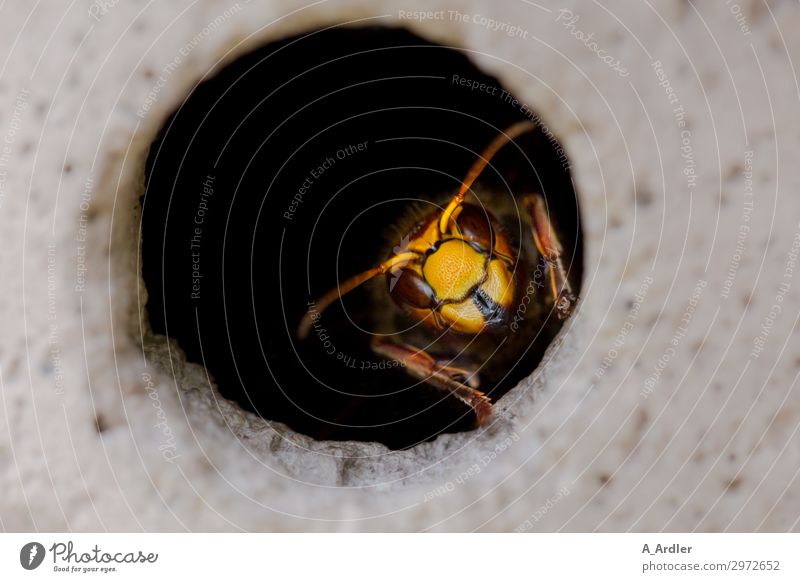 Hornets Queen in the flight hole Nature Animal Wild animal 1 Observe Esthetic Exceptional Threat Exotic Fantastic Creepy Beautiful Feminine Brown Yellow Orange