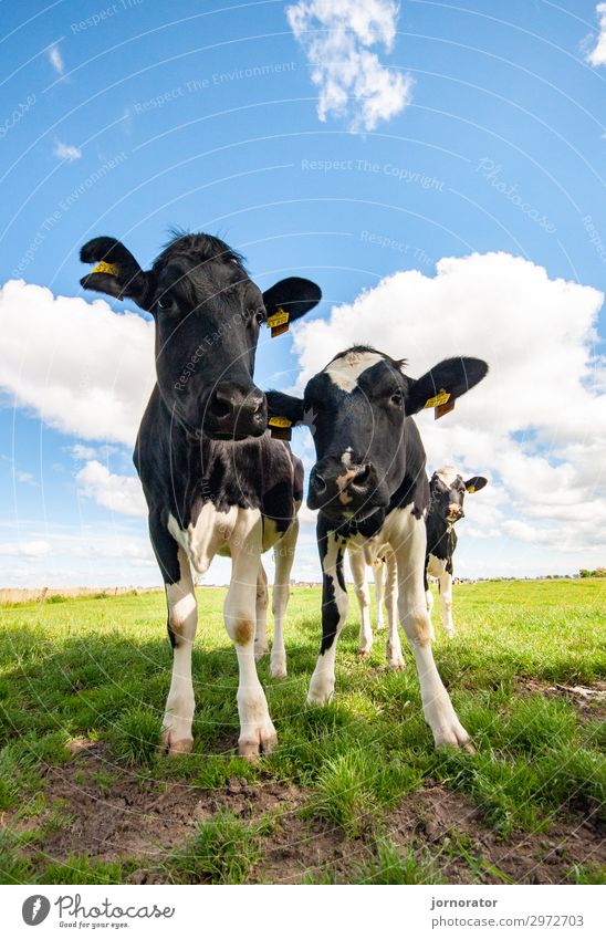 MooCow Environment Nature Landscape Sky Clouds Summer Climate Beautiful weather Meadow North Sea To feed Pasture Organic farming Organic produce Wide angle