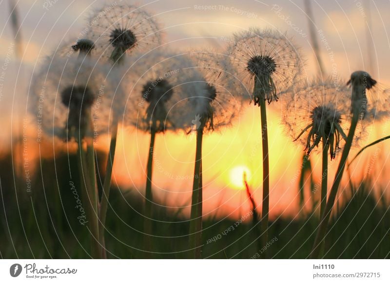 evening mood Plant Sky Sunrise Sunset Sunlight Spring Beautiful weather Warmth Flower Dandelion Garden Park Meadow Yellow Gray Red Black White Back-light Shadow