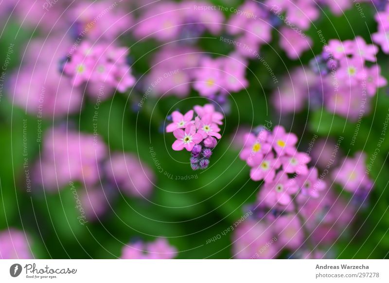 Small and purple Environment Nature Plant Spring Flower Leaf Blossom Park Authentic Free Near Beautiful Green Violet Pink Far-off places Colour photo