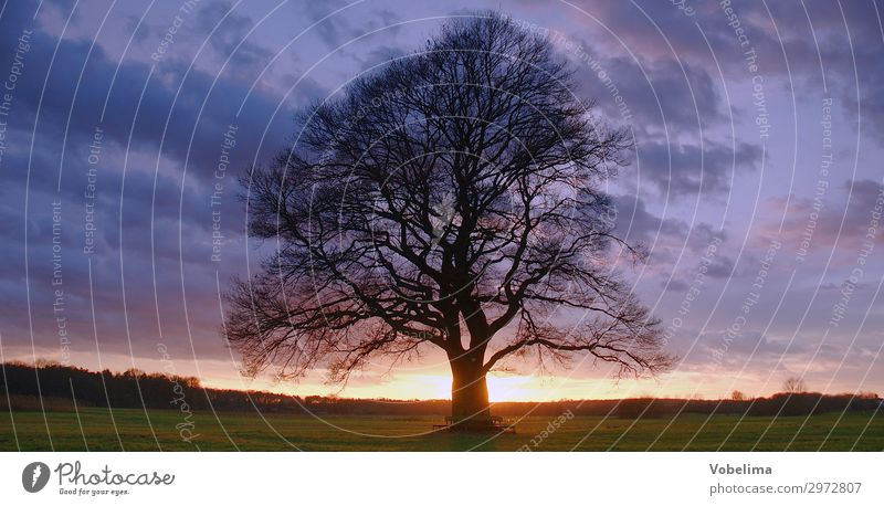 Oak with evening sky Nature Landscape Air Sky Clouds Horizon Tree Landmark Old Blue Brown Multicoloured Gold Green Black Oak tree Colour photo Exterior shot