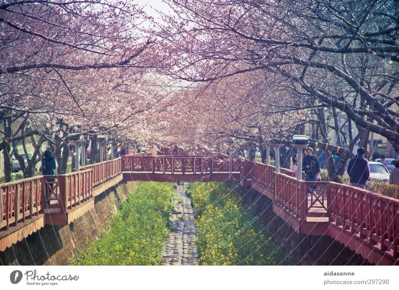 cherry blossoms Human being Life Nature Spring Beautiful weather Tree Blossom "Jinhae chinhae" Korea Asia Town Downtown Populated Bridge Garden