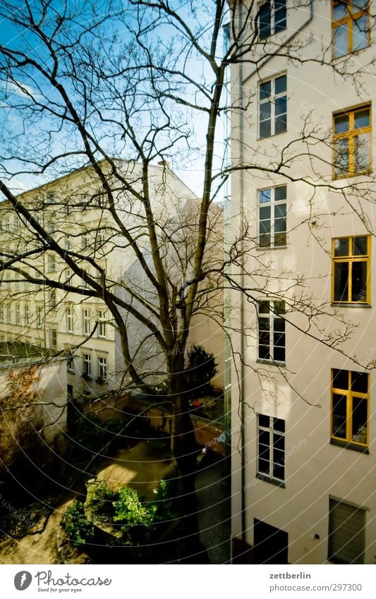 Yard with sun Living or residing House (Residential Structure) Spring Climate Climate change Weather Beautiful weather Tree Facade Emotions Old building Berlin
