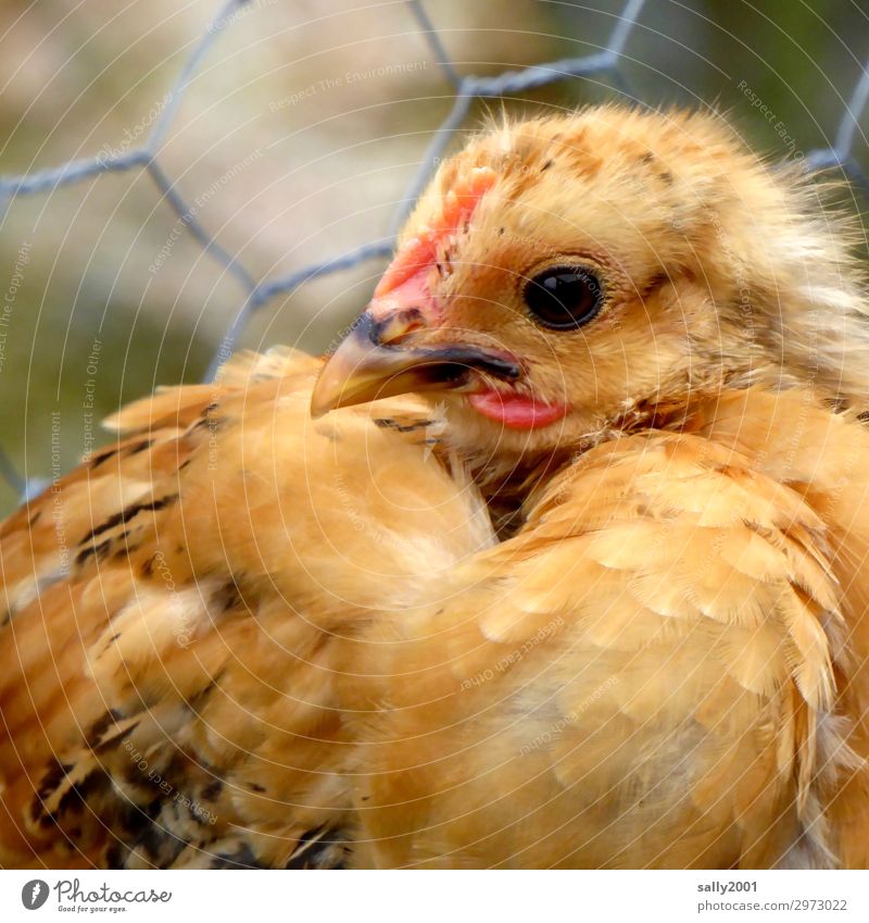 baby-chicken Animal Farm animal Animal face Barn fowl Chick Poultry Cage 1 Observe Blonde Uniqueness Curiosity Yellow Tousled ancient race Chicken coop