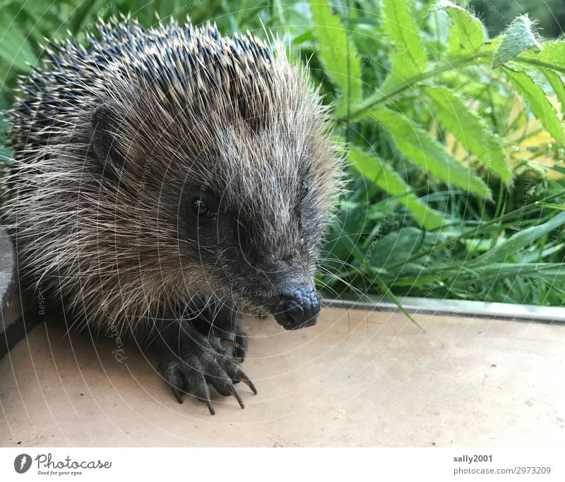 nosy prickly animal... Grass Animal Wild animal Hedgehog 1 Baby animal Observe Looking Wait Brash Friendliness Small Cute Thorny Curiosity Claw Snout Spine