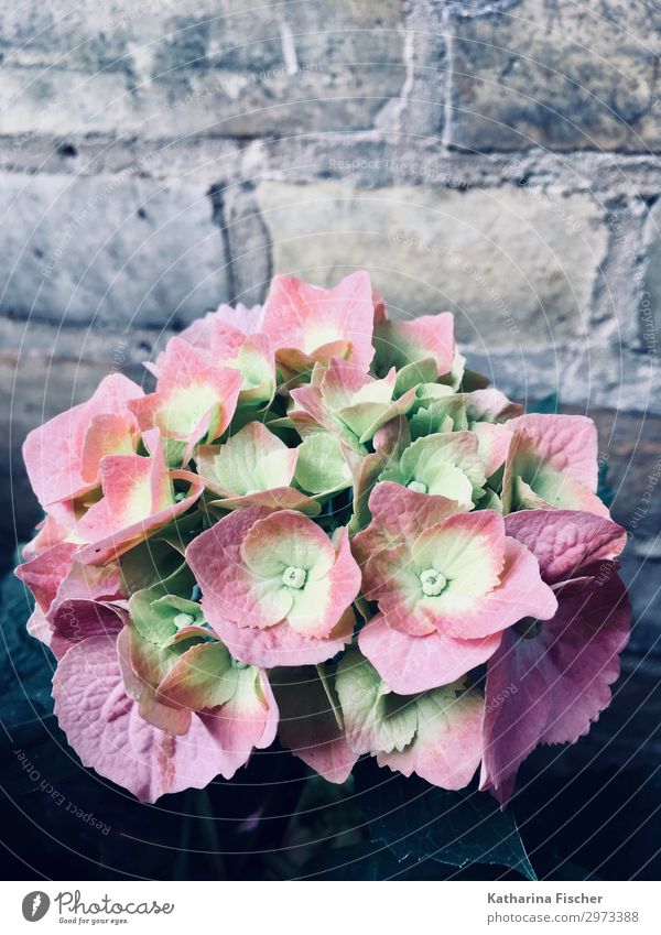 Hydrangeas pink one Nature Spring Summer Autumn Plant Flower Blossoming Beautiful Yellow Green Pink White Hydrangea blossom Colour photo Exterior shot Deserted