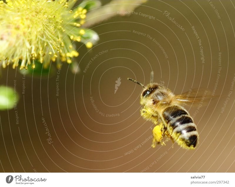 Landing approach 1 Environment Nature Plant Spring Beautiful weather Bushes Blossom Wild plant Animal Farm animal Wild animal Bee Work and employment Blossoming