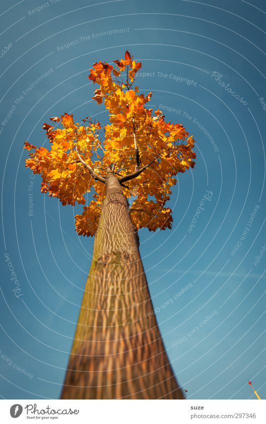 delusions of grandeur Environment Nature Plant Sky Cloudless sky Autumn Climate Weather Beautiful weather Tree Esthetic Large Tall Point Blue Autumnal