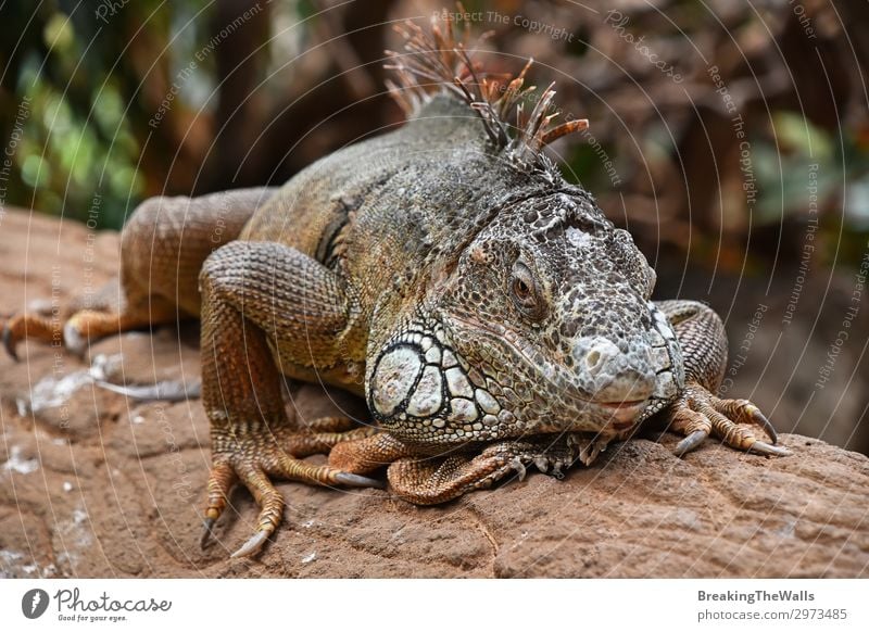 Close up portrait of green iguana resting on rocks Relaxation Nature Rock Animal Wild animal Animal face Zoo 1 Stone Bright Green Iguana Side wildlife iguanidae