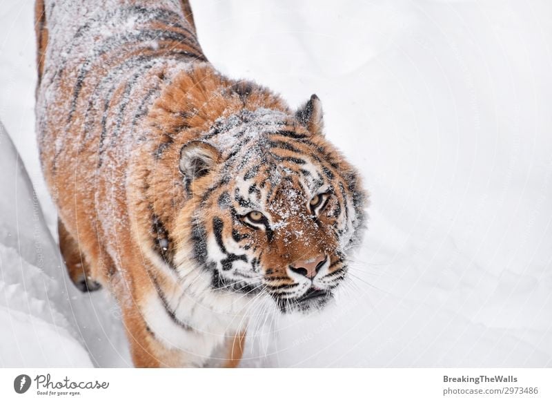 Close up portrait of Siberian tiger in winter snow Winter Snow Nature Weather Animal Cat Animal face Zoo 1 Observe Fresh Wild White Contact Tiger Amur