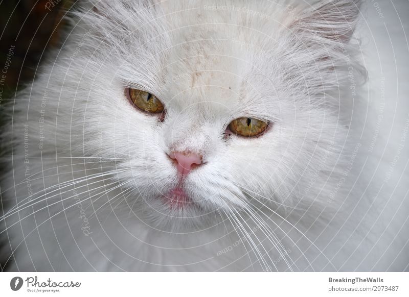 Close up portrait of white domestic cat Animal Pet Cat Animal face 1 Large Cute Yellow White Domestic background Whisker Snout Persian cat Eyes Long-haired Head