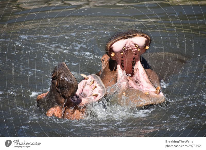 Couple of hippos swim and play in water Playing Nature River Animal Wild animal Animal face Zoo 2 Pair of animals Love of animals Aggression Relationship