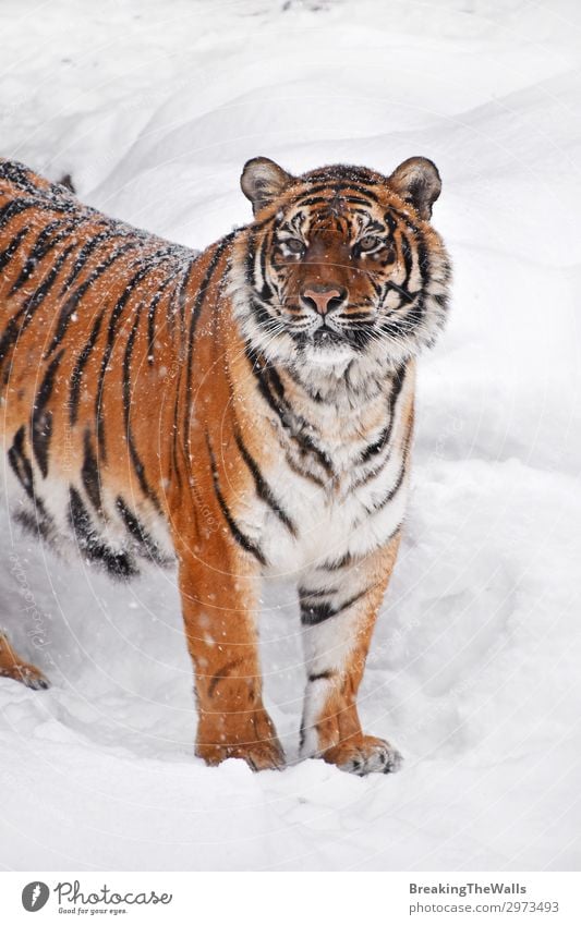 Close up portrait of Siberian tiger in winter snow Winter Snow Nature Weather Animal Wild animal Animal face Zoo 1 Observe Fresh White Tiger Amur Height