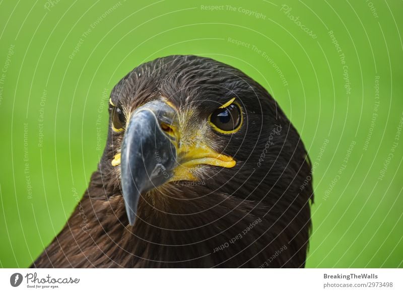 Close up front portrait of Golden eagle on green Summer Nature Grass Animal Wild animal Bird Animal face Zoo 1 Observe Dark Brown Green Watchfulness Eagle