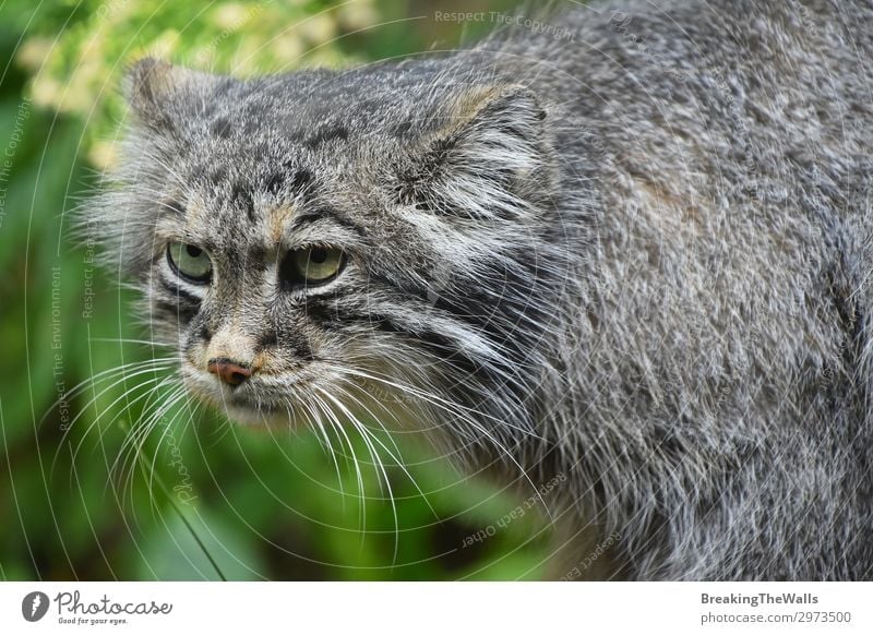 Close up portrait of manul Pallas cat Nature Forest Animal Cat Animal face Zoo 1 Baby animal Dark Hideous Cute Wild Gray Green Sadness Aggravation Aggression