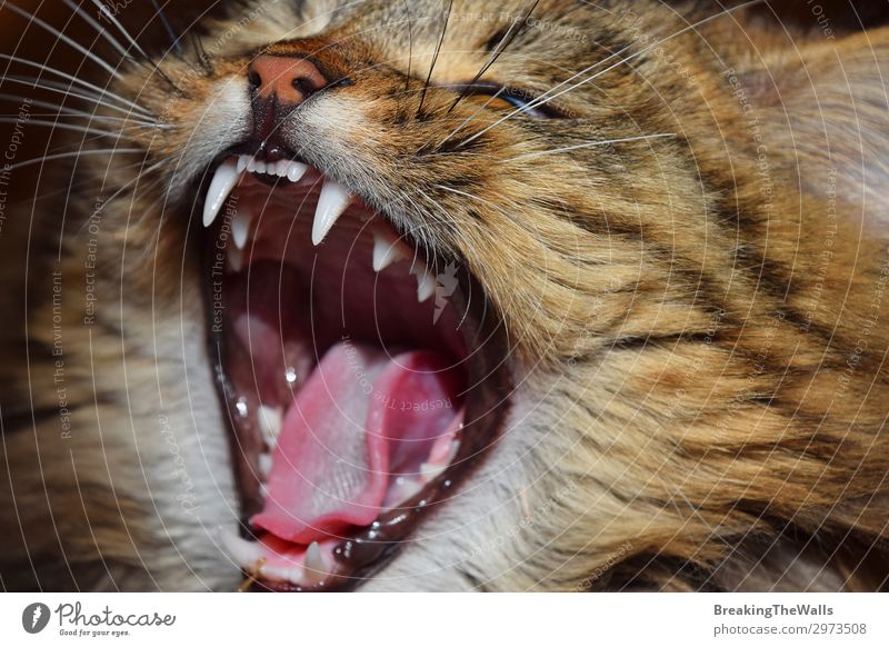 Close up portrait of domestic cat yawning Animal Pet Cat Animal face 1 Baby animal Long Cute Brown Red Domestic Yawn Side Whisker Snout Kitten Long-haired