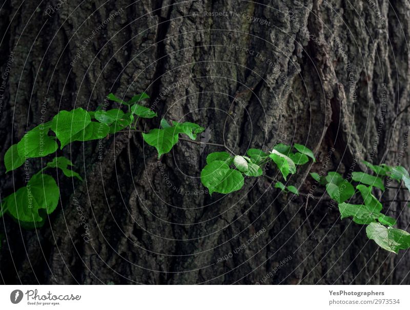 Linden tree bark and green leaves Life Summer Environment Nature Plant Leaf Forest Old Fresh Green background bark tree big branch Crack & Rip & Tear curved