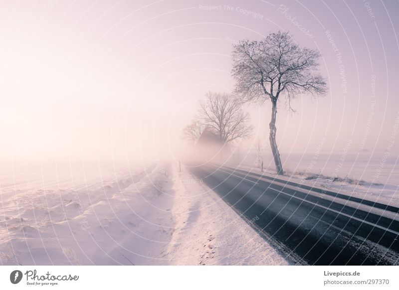 Street in the fog Nature Landscape Plant Sky Cloudless sky Sun Sunrise Sunset Sunlight Winter Weather Beautiful weather Fog Ice Frost Snow Tree Bushes