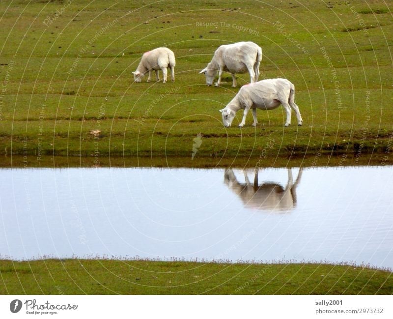 freshly shorn... Sheep White sheep Willow tree Meadow Grass River Reflection reflection To feed grasses Farm animal Animal Herd Group of animals Flock