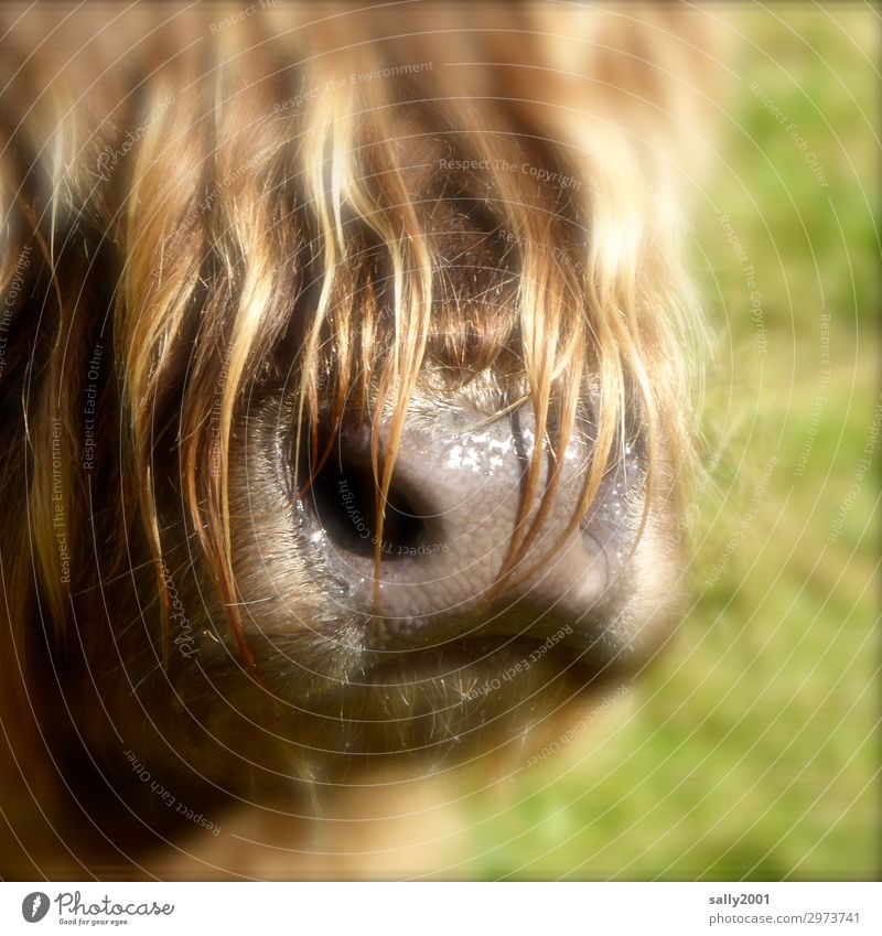come smooch... Animal Farm animal Snout Nose Pelt Highland cattle Cow 1 Wet Curiosity Soft Brown Hair and hairstyles Bangs Slaver Odor Nostrils Damp