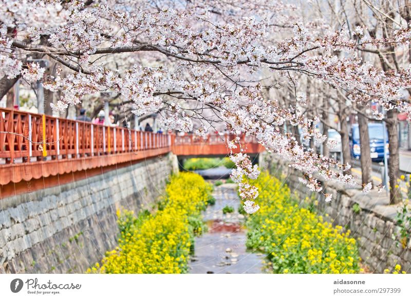 cherry blossoms Nature Plant Spring Beautiful weather Tree Blossom Garden Park Contentment Spring fever chinhae Kyongsang-namdo south Korea Colour photo