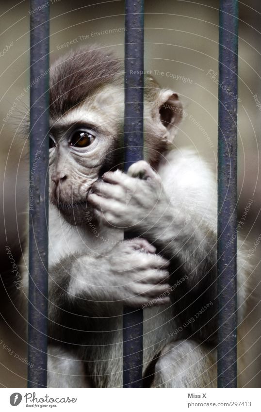captivity Pelt 1 Animal Baby animal Dark Emotions Moody Sadness Concern Grief Loneliness Frustration Prison cell Captured Grating Cage Monkeys To hold on