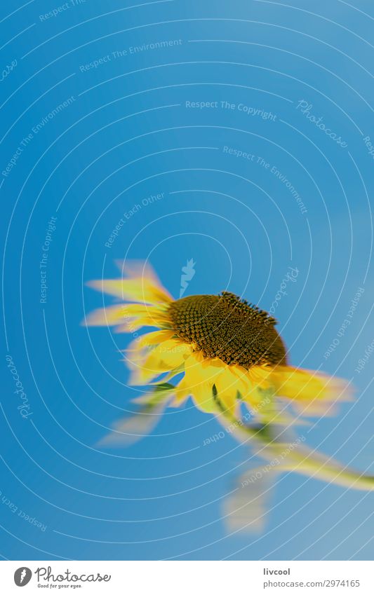 unfocused sunflower looking at the sun Happy Summer Sun Nature Plant Elements Sky Flower Leaf Field Village Authentic Cool (slang) Beautiful Blue Yellow