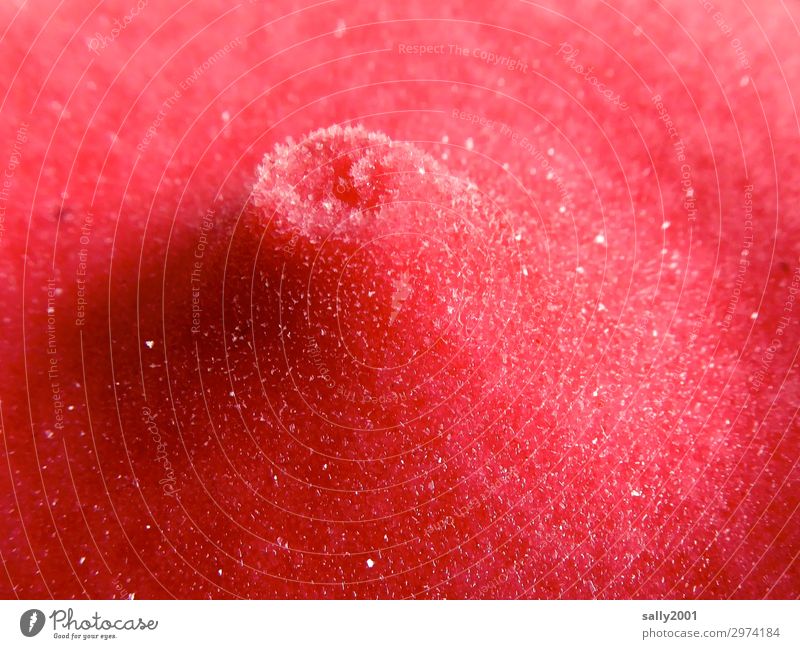 sweet and tasty... Food Ice cream Sorbet Raspberry ice cream Dessert Cold Delicious Red Nipple Eroticism Sweet Colour photo Close-up Detail