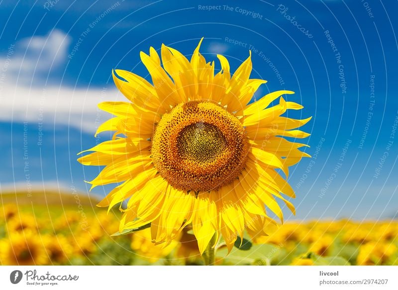 sunflower in summer Happy Summer Sun Nature Landscape Plant Elements Air Clouds Climate Flower Leaf Meadow Field Village Authentic Free Beautiful Blue Yellow