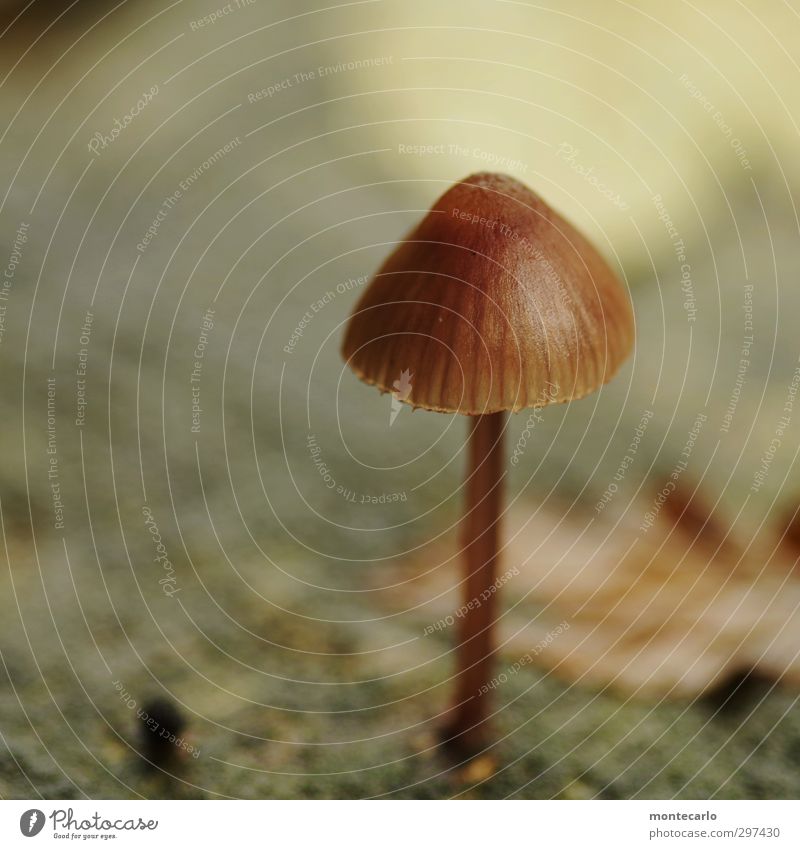 Another straggler... Environment Nature Mushroom Thin Authentic Small Near Natural Round Point Brown Colour photo Multicoloured Exterior shot Close-up Detail