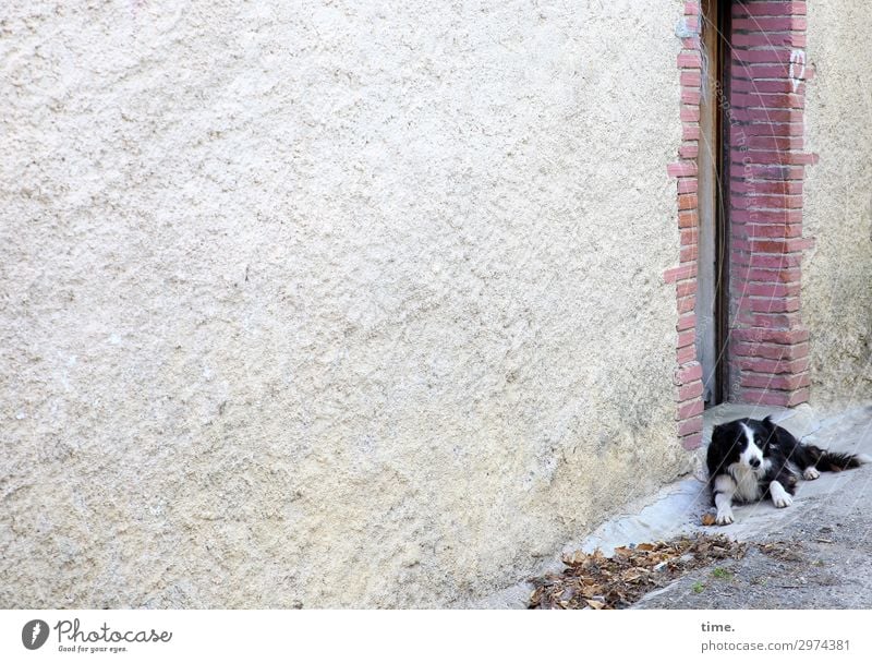 door mat House (Residential Structure) Wall (barrier) Wall (building) Door Animal Pet Dog 1 Stone Observe Lie Looking Wait Watchfulness Serene Patient Calm