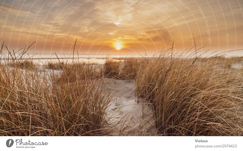 time-out Sunset Orange Beach Dune Beach dune Ocean Marram grass Clouds Denmark Vacation & Travel Relaxation North Sea