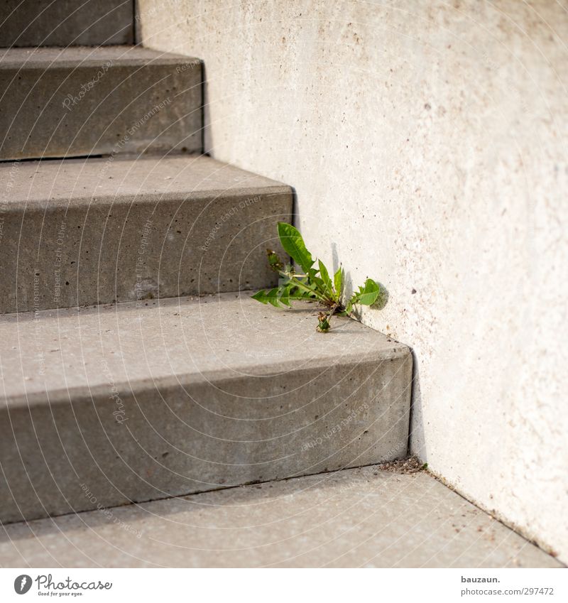 weeds don't go away. Garden Environment Nature Plant Flower Leaf Blossom Weed Park Wall (barrier) Wall (building) Stairs Lanes & trails Concrete Line Blossoming