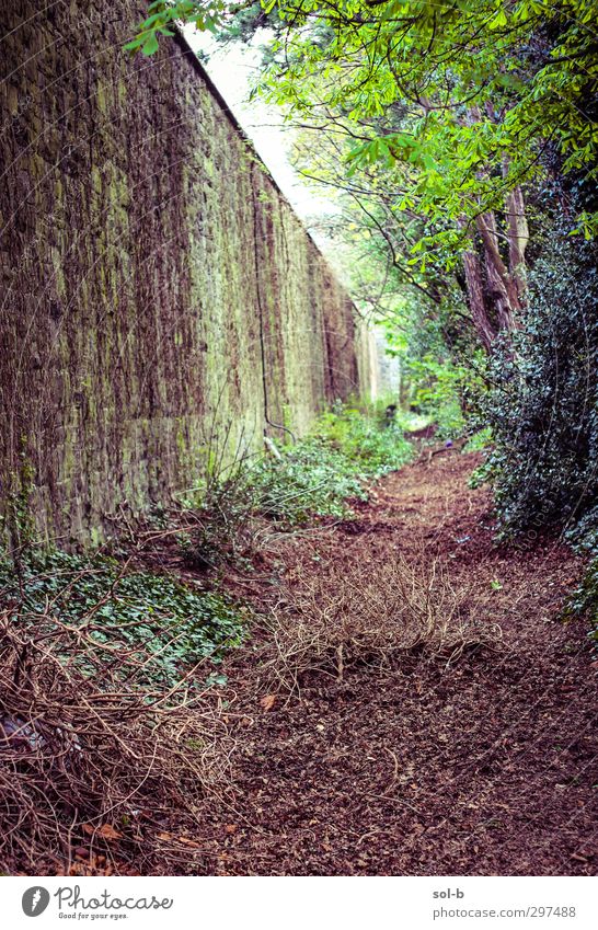 Lost Garden Nature Plant Tree Bushes Leaf Park Dublin Ireland Wall (barrier) Wall (building) Lanes & trails Old Dirty Natural Brown Green Loneliness Forget