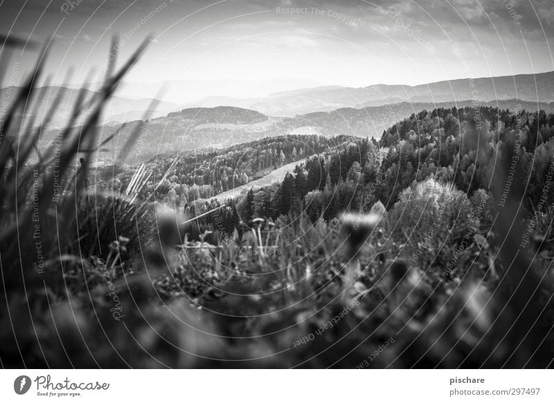 Green Mark Nature Landscape Sky Grass Meadow Forest Hill Federal State of Styria Austria Black & white photo Exterior shot Day Twilight Light Contrast Blur