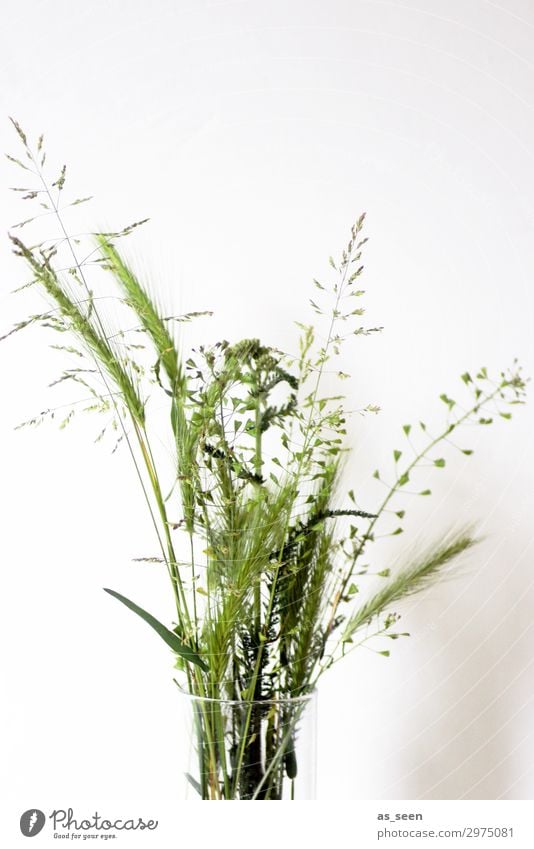 summer grasses Vase glass vase Wellness Harmonious Trip Summer Interior design Decoration Plant Foliage plant Grass Grass blossom Pollen Garden Bouquet Esthetic