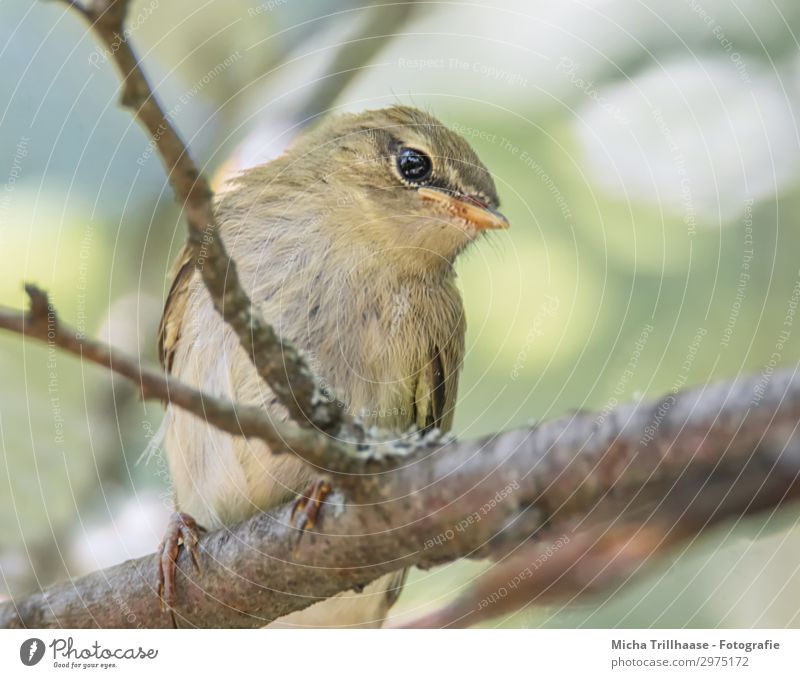 Young Fitis looks curious Nature Animal Sky Sunlight Beautiful weather Tree Twigs and branches Bird Animal face Wing Claw Leaf Warbler Head Beak Eyes Feather 1
