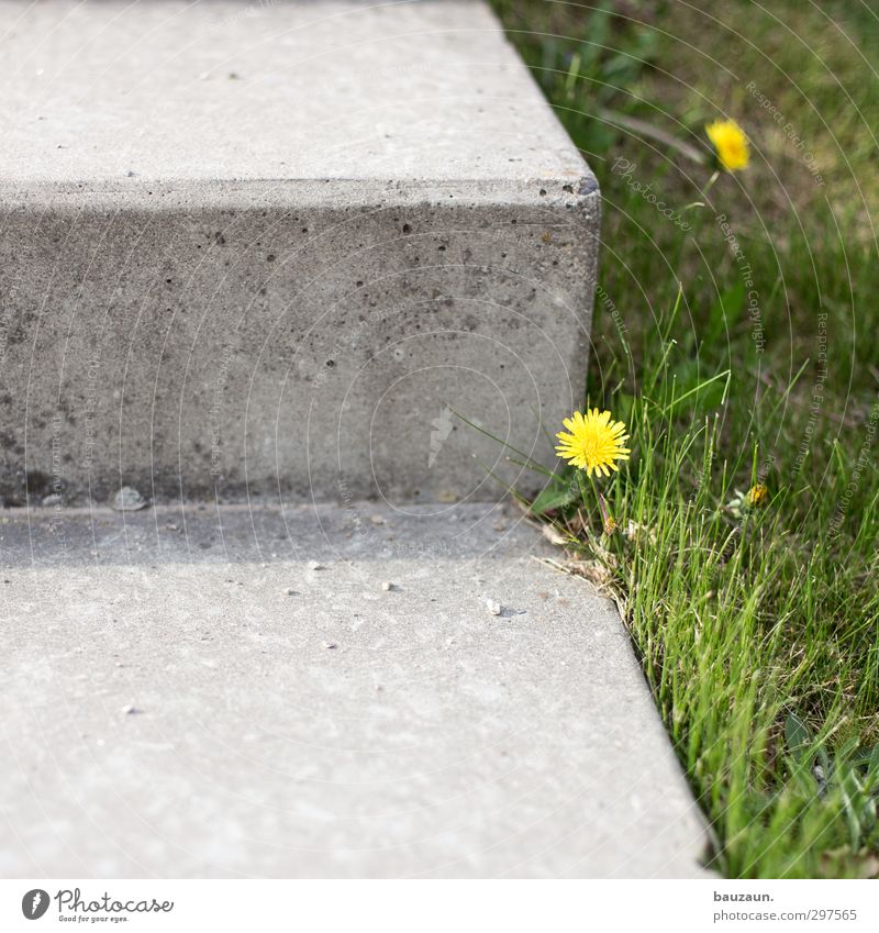 weed blossoms. Garden Sporting Complex Gardening Nature Earth Spring Summer Plant Flower Grass Blossom Dandelion Park Meadow Stairs Terrace Lanes & trails