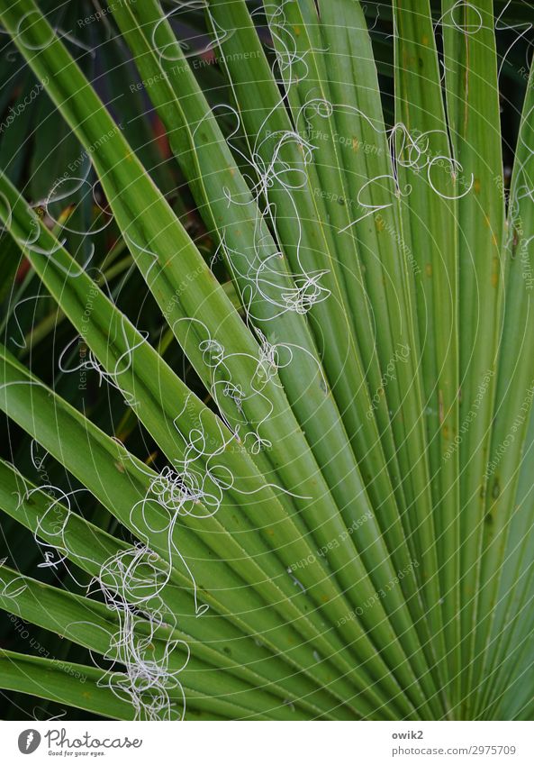Cast off Nature Plant Leaf Washington Palm Palm frond Thread Green Ecological Houseplant Exotic Colour photo Exterior shot Detail Structures and shapes Deserted