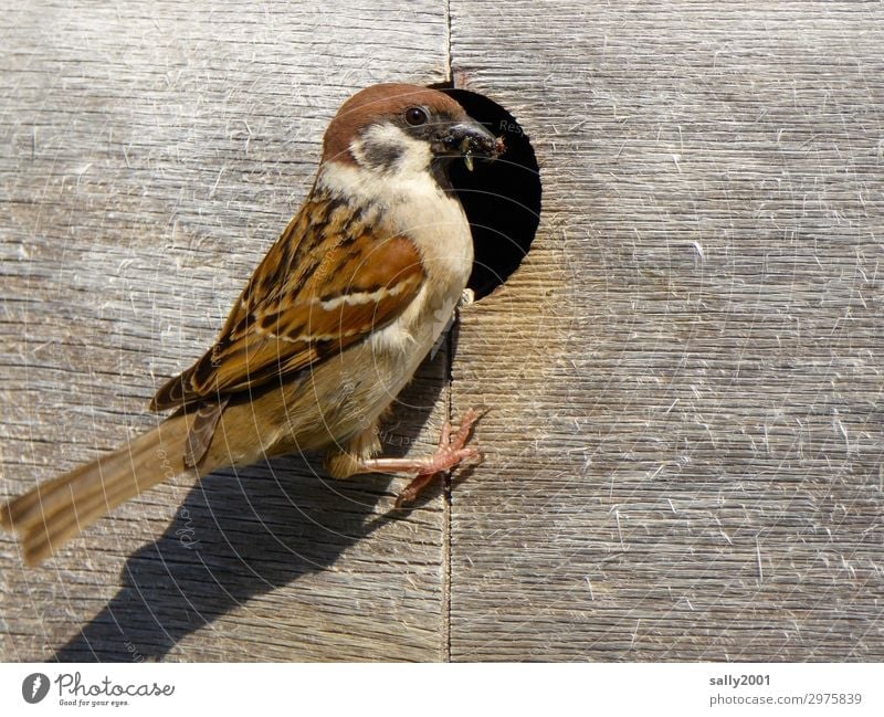 Tree sparrow looks after its young... birds Animal Wild animal Sparrow Nesting box Parental care Feed Feeding wood rearing insects Hollow Considerate Brown