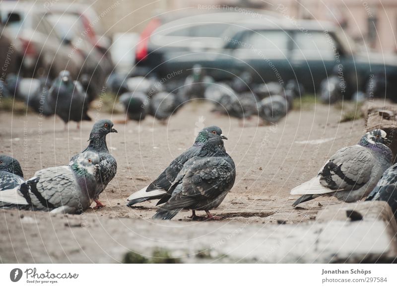 Gathering of the pigeons Animal Bird Pigeon Animal face Group of animals Flock Gray Observe Car Parking lot Town St. Petersburgh Russia Winter Cold Assembly
