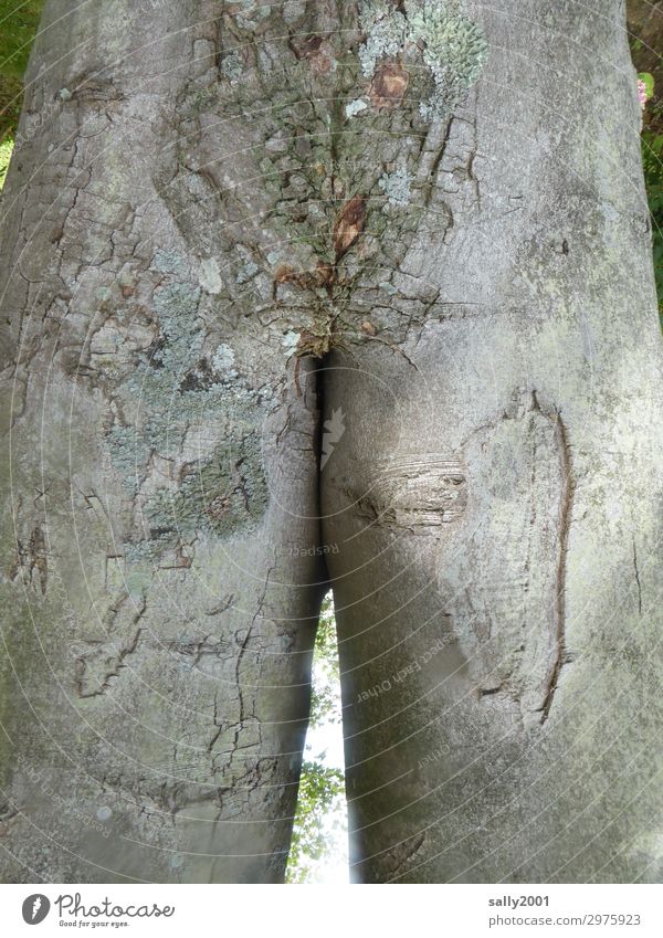 Tree model with slim bottom... tree bark buttocks Bottom Slim shape Gray scars Naked Nature natural Body Figure Model Old