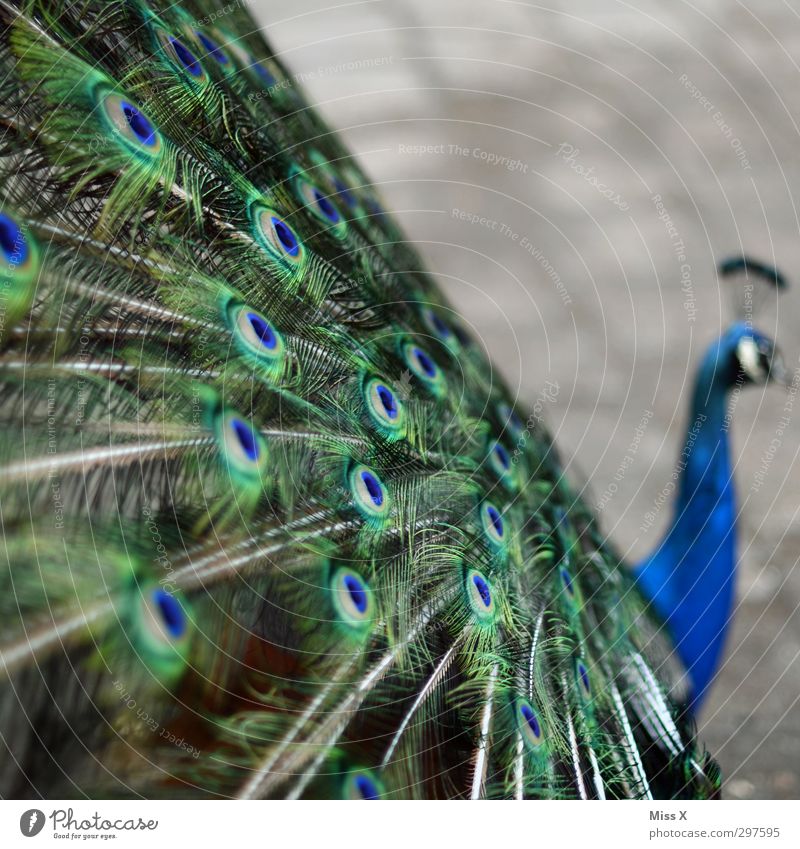 peacock Animal Bird Wing 1 Arrogant Pride Conceited Peacock Peacock feather Feather Colour photo Deserted Copy Space right Copy Space top Shallow depth of field