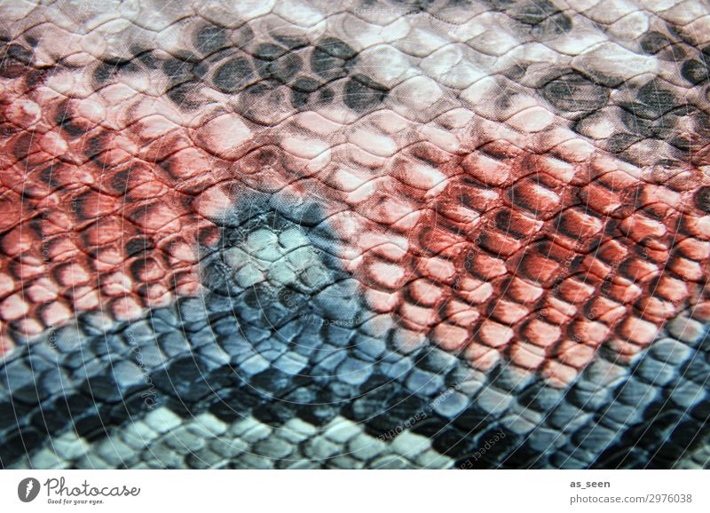 snake pattern Luxury Elegant Style Design Fashion Leather Snakeskin Snake skin Wavy grain Animal Esthetic Cool (slang) Exotic Hip & trendy Blue Brown Pink Red