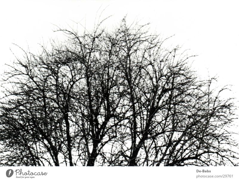 winter tree Tree Winter Treetop Black & white photo Branch