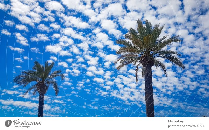 togetherness Environment Nature Landscape Air Sky Clouds Summer Beautiful weather Warmth Plant Foliage plant Wild plant Exotic Palm tree Park Authentic Free