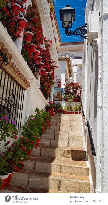 mijas Plant Sky Cloudless sky Beautiful weather Flower Blossom Mijas Andalucia Spain Europe Small Town Downtown Old town Populated Manmade structures