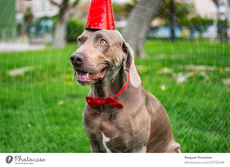 Funny weimaraner dog with a red birthday hat in the park. Joy Summer Feasts & Celebrations Birthday Grass Park Pet Dog 1 Animal Movement Friendliness Happiness